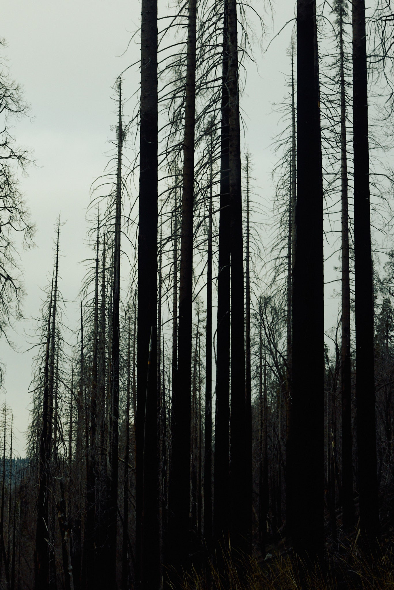 CARMEN-Travel-Sequoia